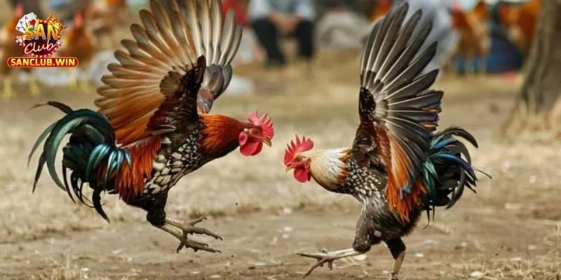 Bí Quyết Chơi Đá Gà Tre Tại SANCLUB Dễ Hiểu - Dễ Thắng 4 Ưu Điểm Khi Chơi Đá Gà Tre Tại SANCLUB
